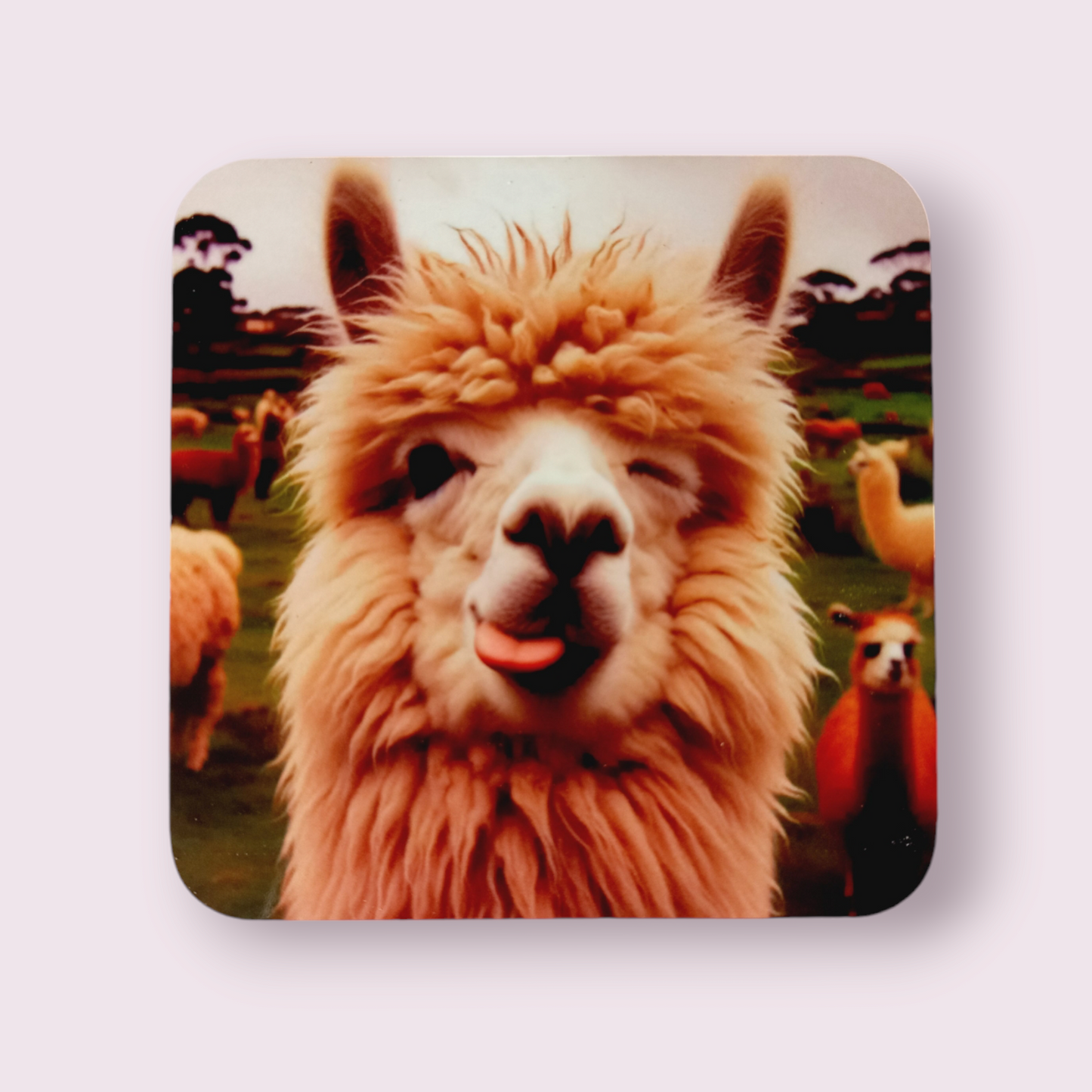 Cheeky Llama Coaster - Wilde Gifts 